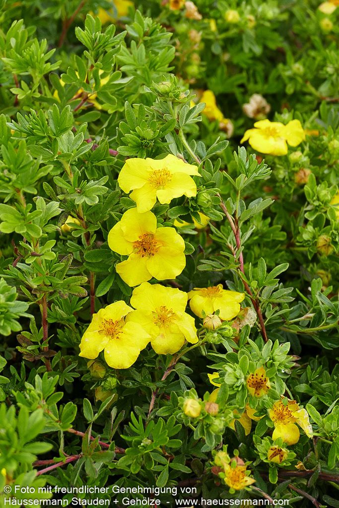 Fünffingerstrauch 'Goldteppich' (Potentilla fruticosa)