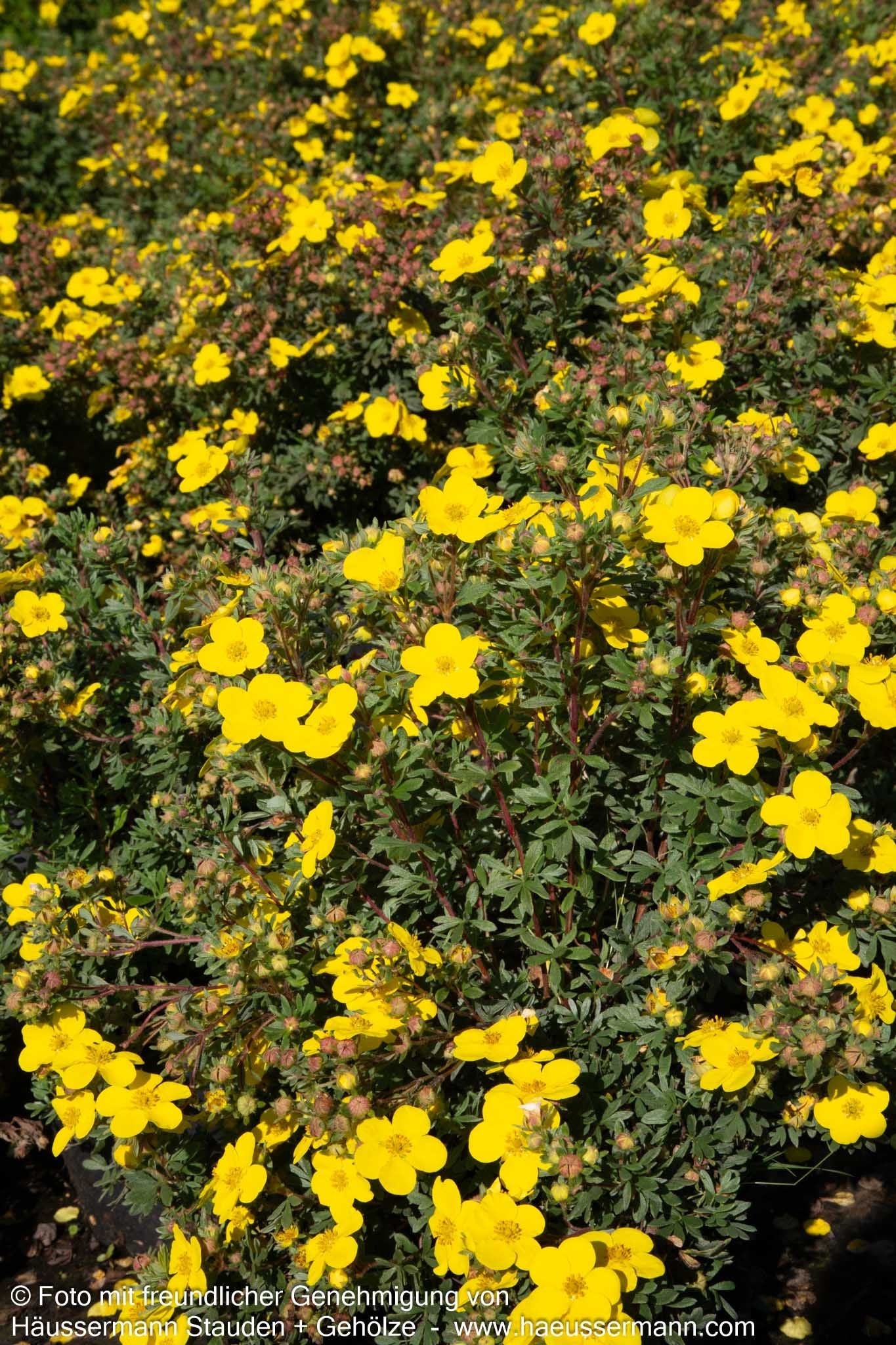 Fünffingerstrauch 'Goldteppich' (Potentilla fruticosa)