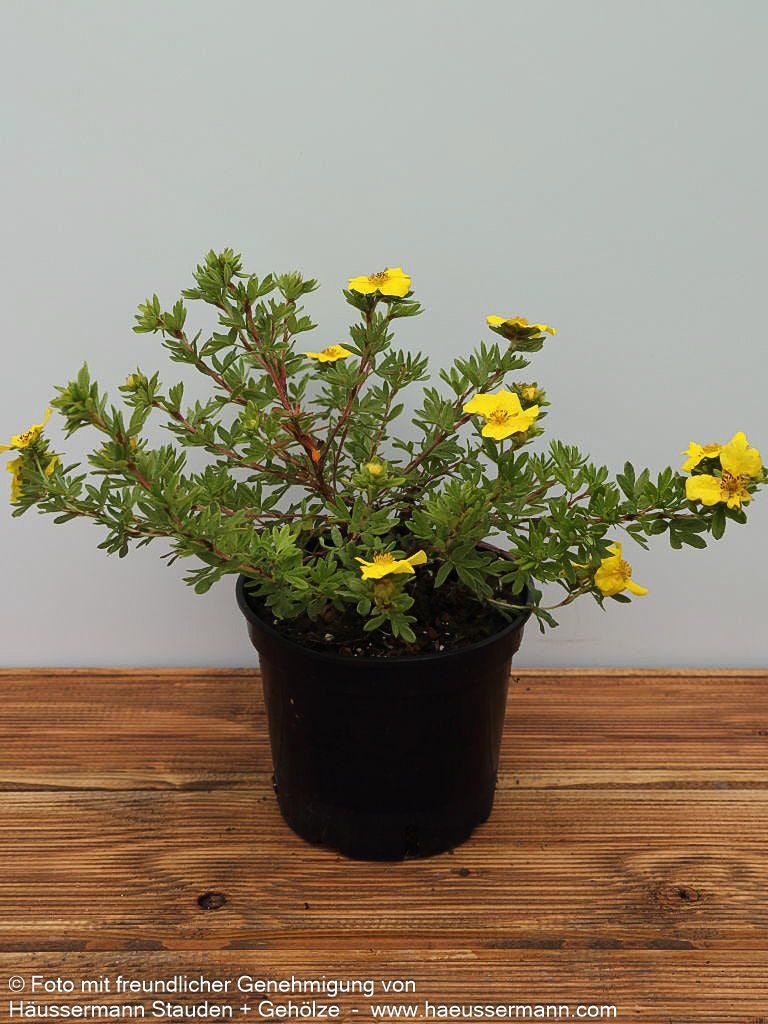 Fünffingerstrauch 'Goldteppich' (Potentilla fruticosa)