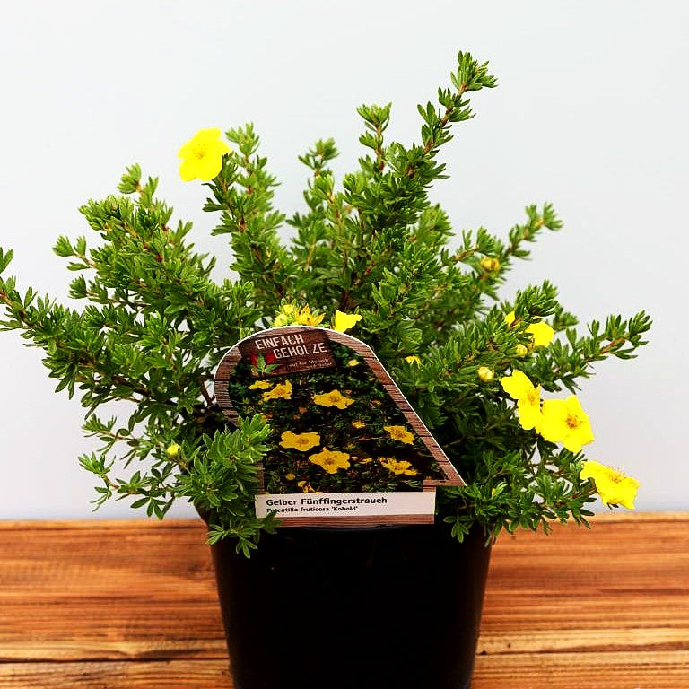Fünffingerstrauch 'Kobold' (Potentilla fruticosa)