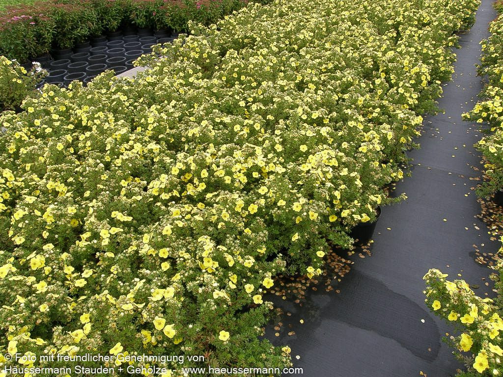 Fünffingerstrauch 'Kobold' (Potentilla fruticosa)