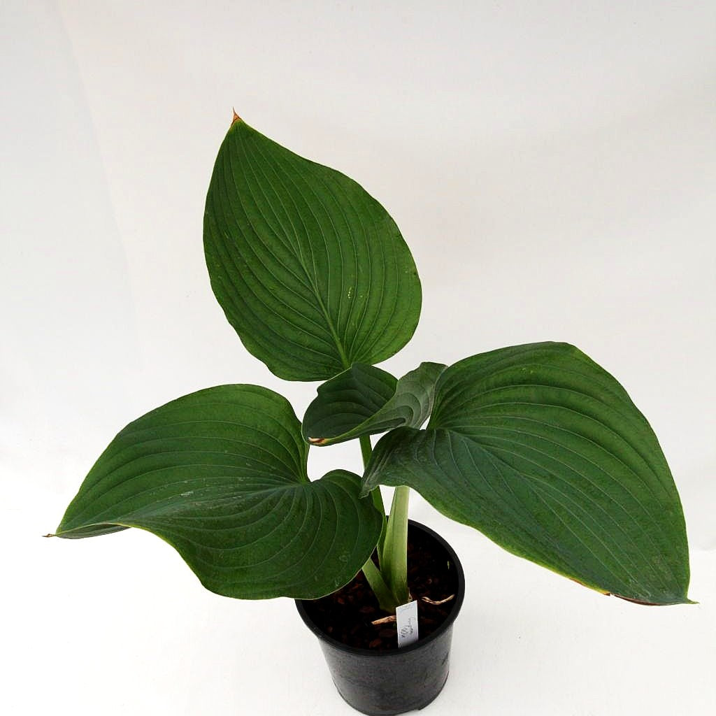 Funkie 'Empress Wu' (Hosta x cult.)