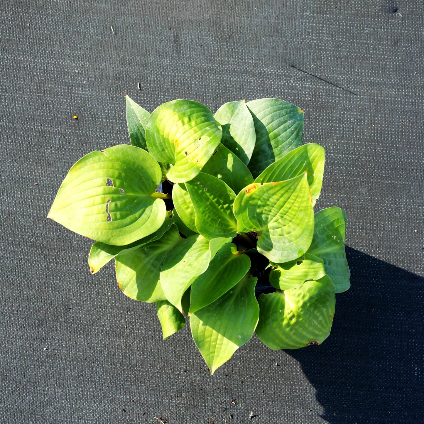 Funkie 'Red Cadet' (Hosta x cult.)