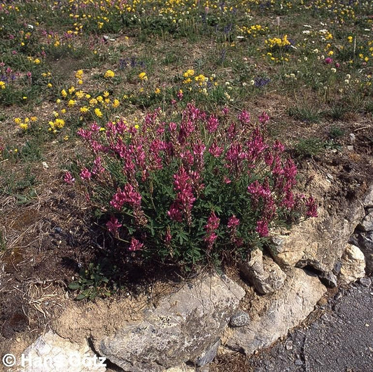 Futter-Esparsette (Onobrychis viciifolia)
