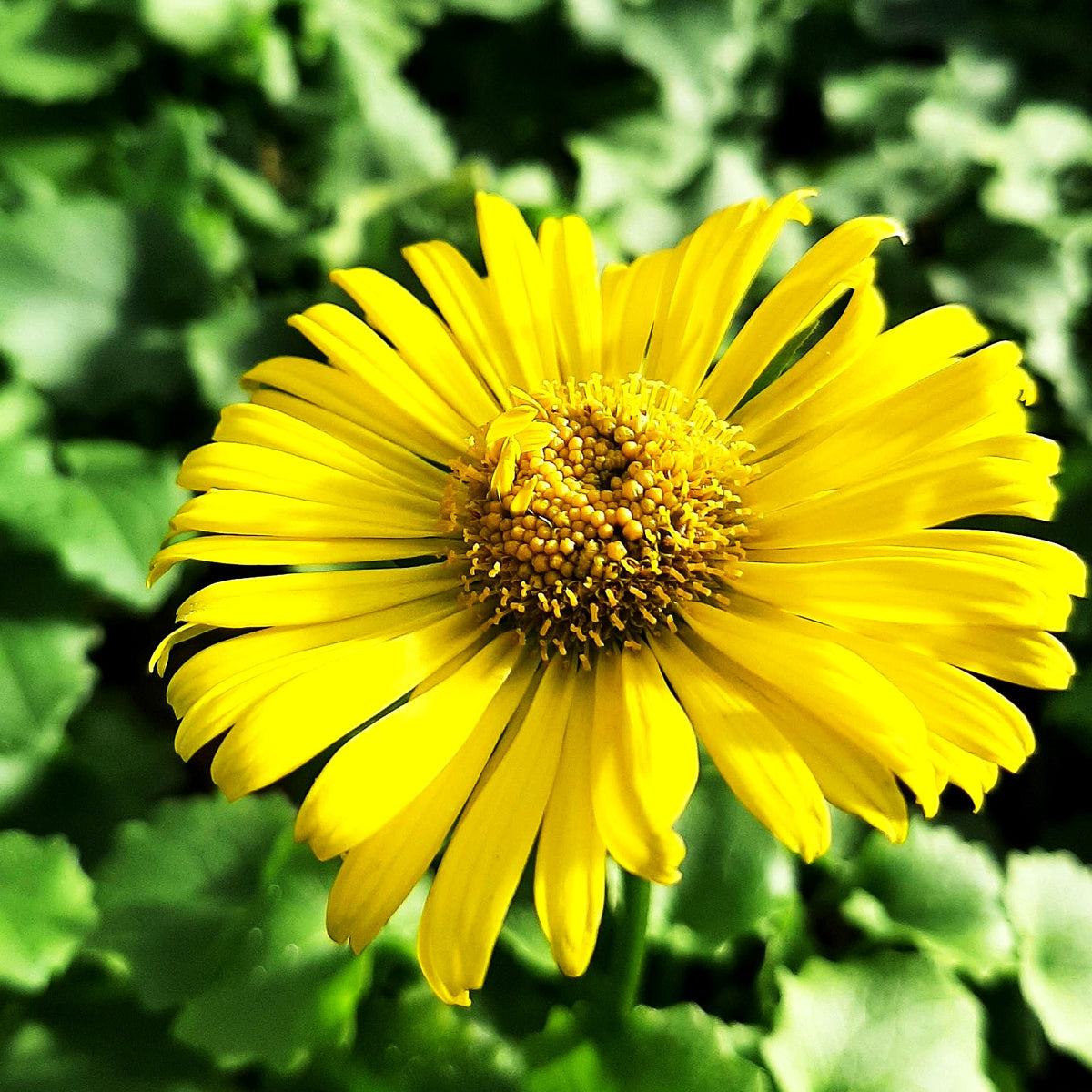 Gämswurz 'Leonardo Compact' (Doronicum orientale)