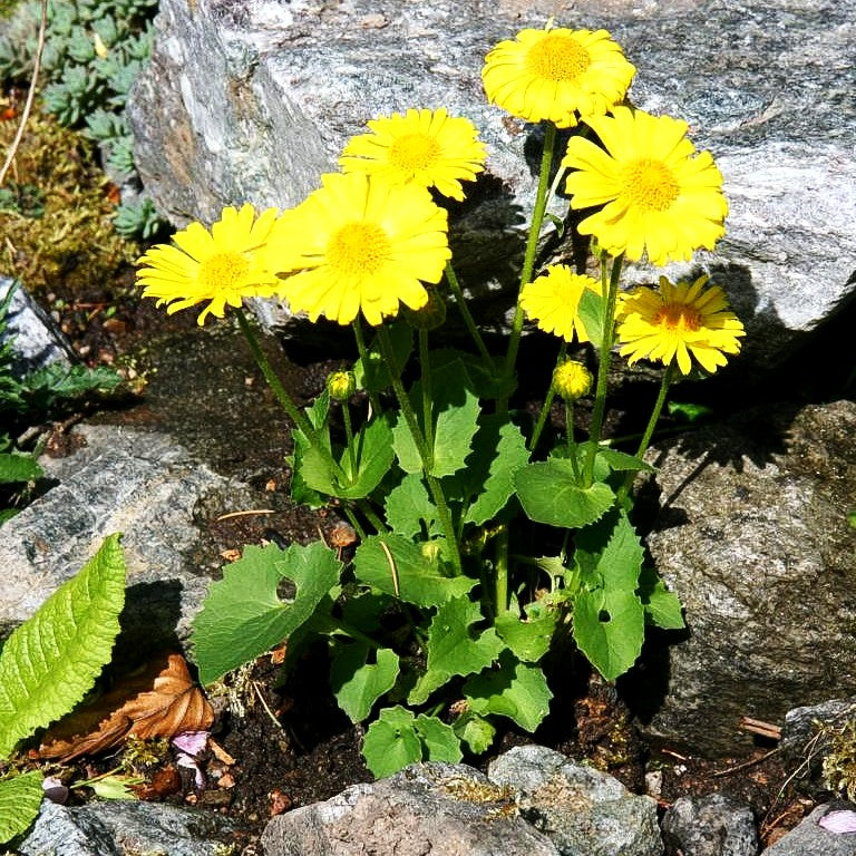 Gämswurz 'Leonardo' (Doronicum orientale)