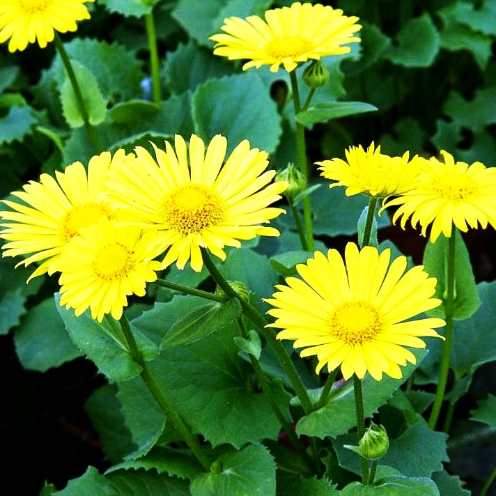 Gämswurz 'Little Leo' (Doronicum orientale)