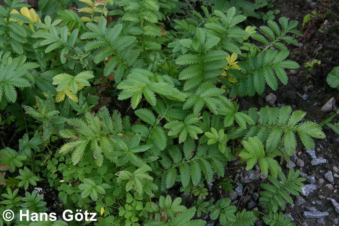 Gänse-Fingerkraut (Potentilla anserina)