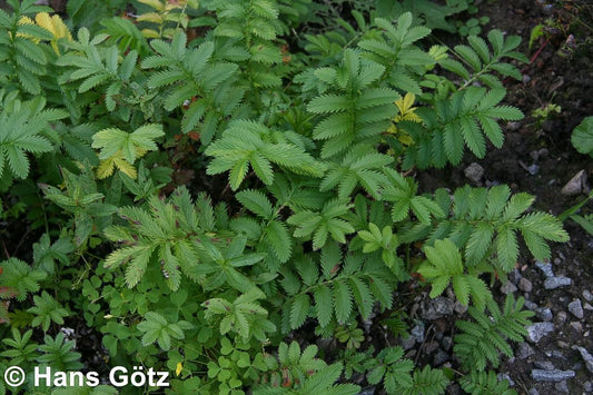 Gänse-Fingerkraut (Potentilla anserina)