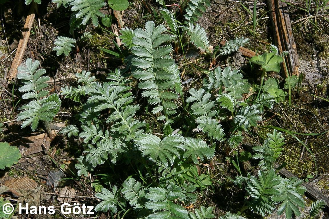 Gänse-Fingerkraut (Potentilla anserina)