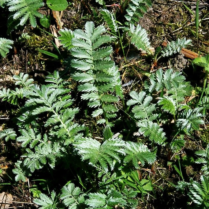 Gänse-Fingerkraut (Potentilla anserina)