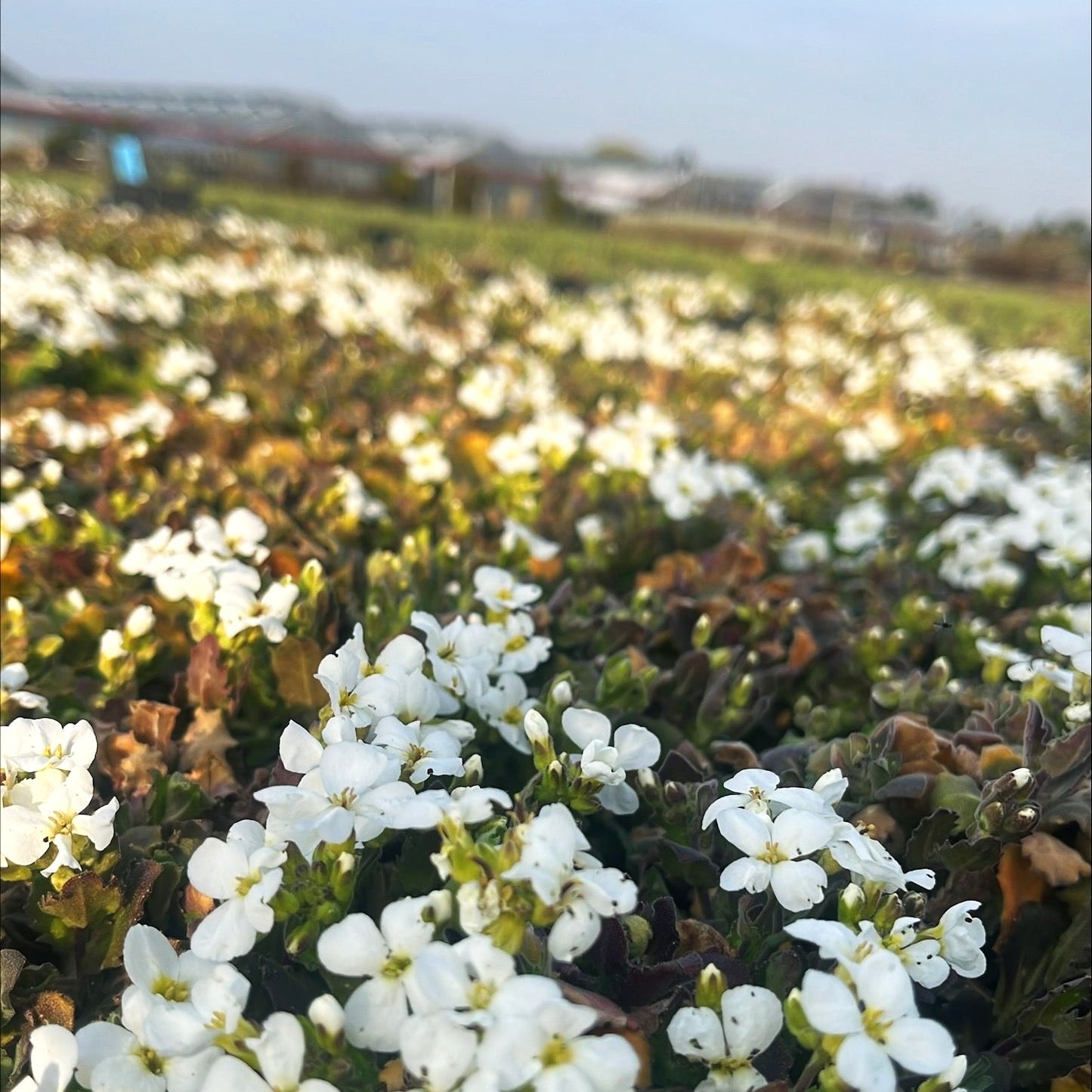 Gänsekresse 'Schneehaube' (Arabis caucasica)