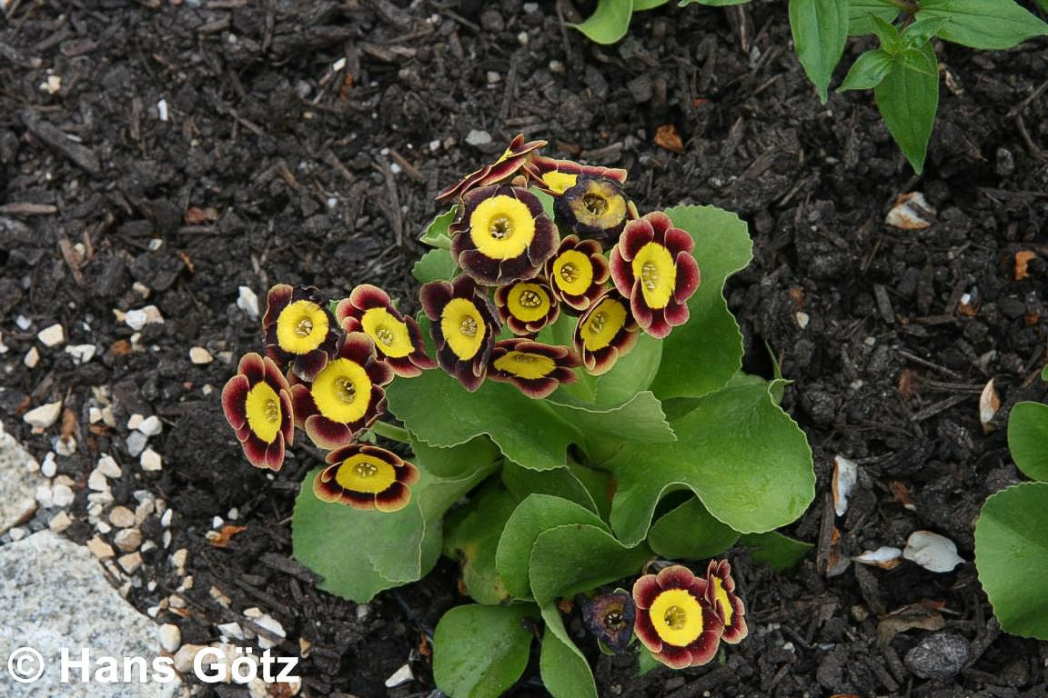Garten-Aurikel (Primula x pubescens)