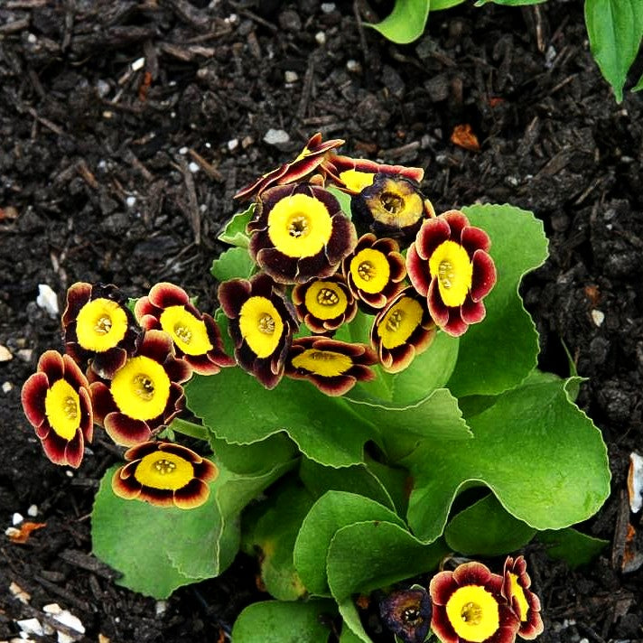 Garten-Aurikel (Primula x pubescens)
