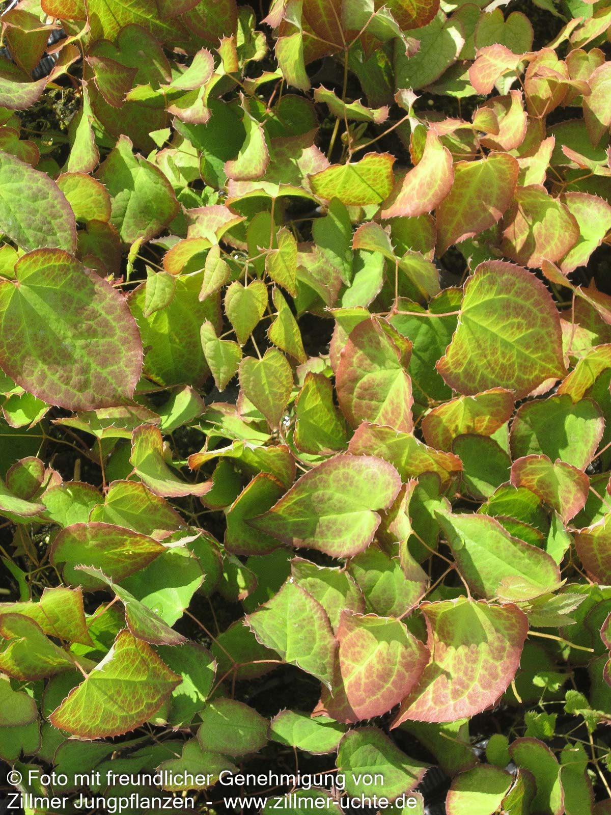 Garten-Elfenblume 'Galadriel' (Epimedium x rubrum)