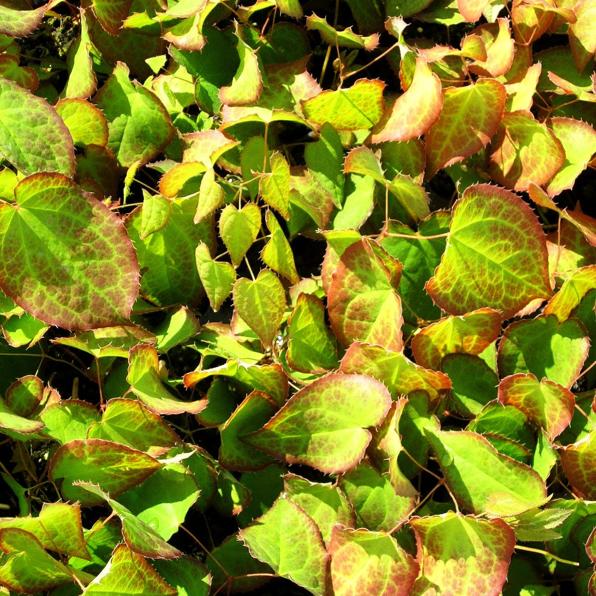 Garten-Elfenblume 'Galadriel' (Epimedium x rubrum)