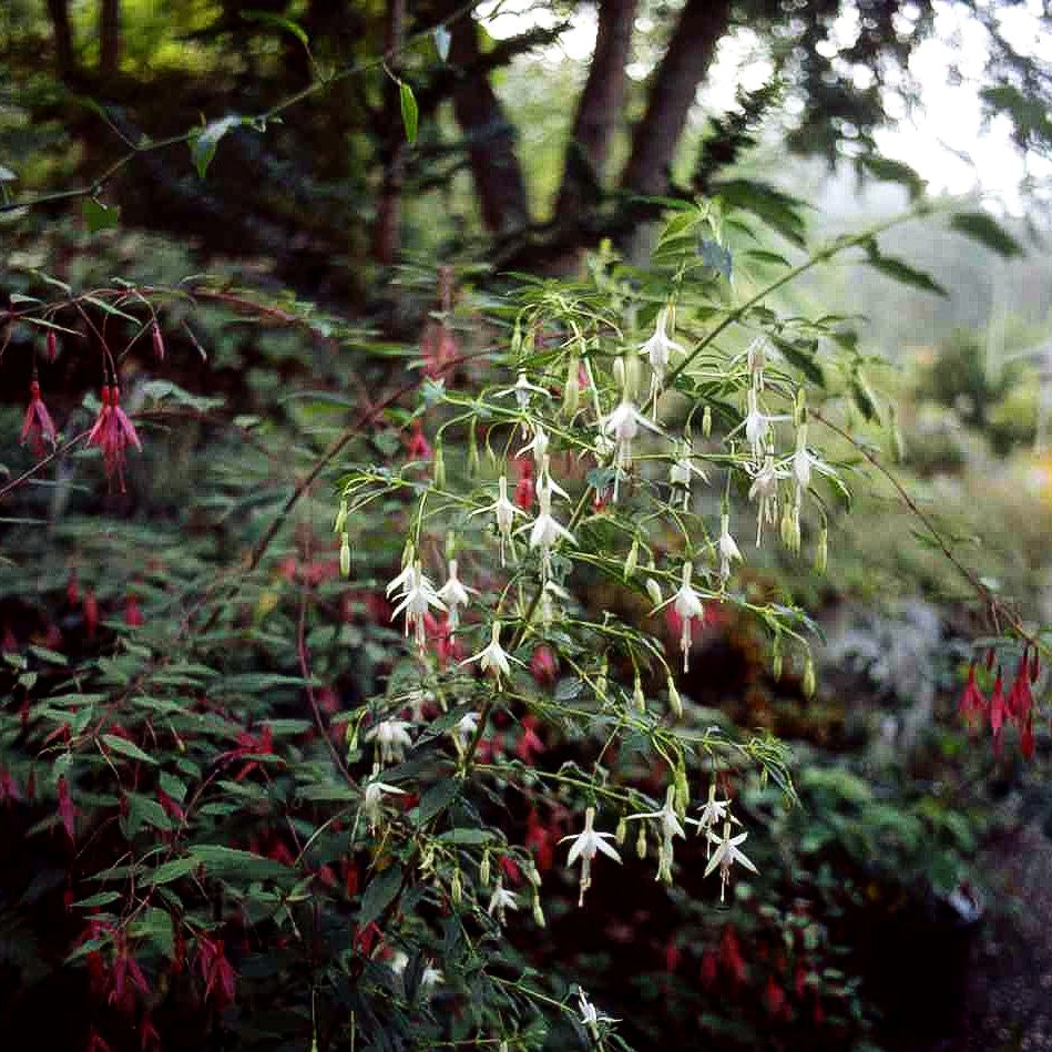 Garten-Fuchsie (Fuchsia magellanica var.alba)