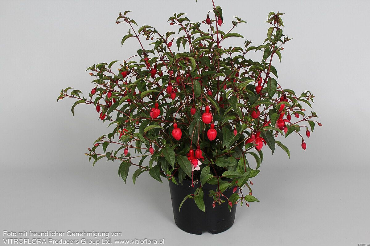Garten-Fuchsie 'Madame Cornelissen' (Fuchsia magell.)