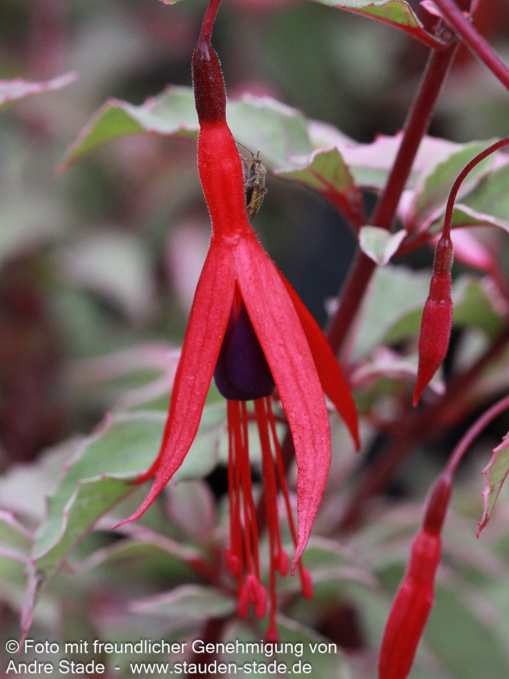Garten-Fuchsie 'Tricolor' (Fuchsia magellanica)