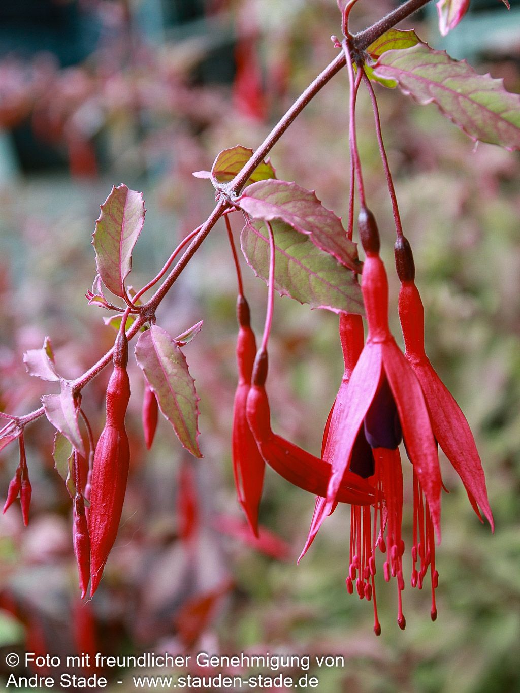 Garten-Fuchsie 'Tricolor' (Fuchsia magellanica)