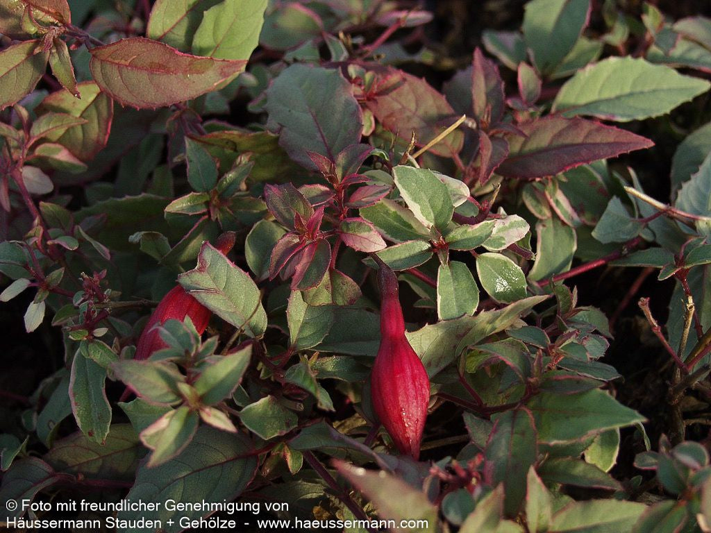Garten-Fuchsie 'Tricolor' (Fuchsia magellanica)