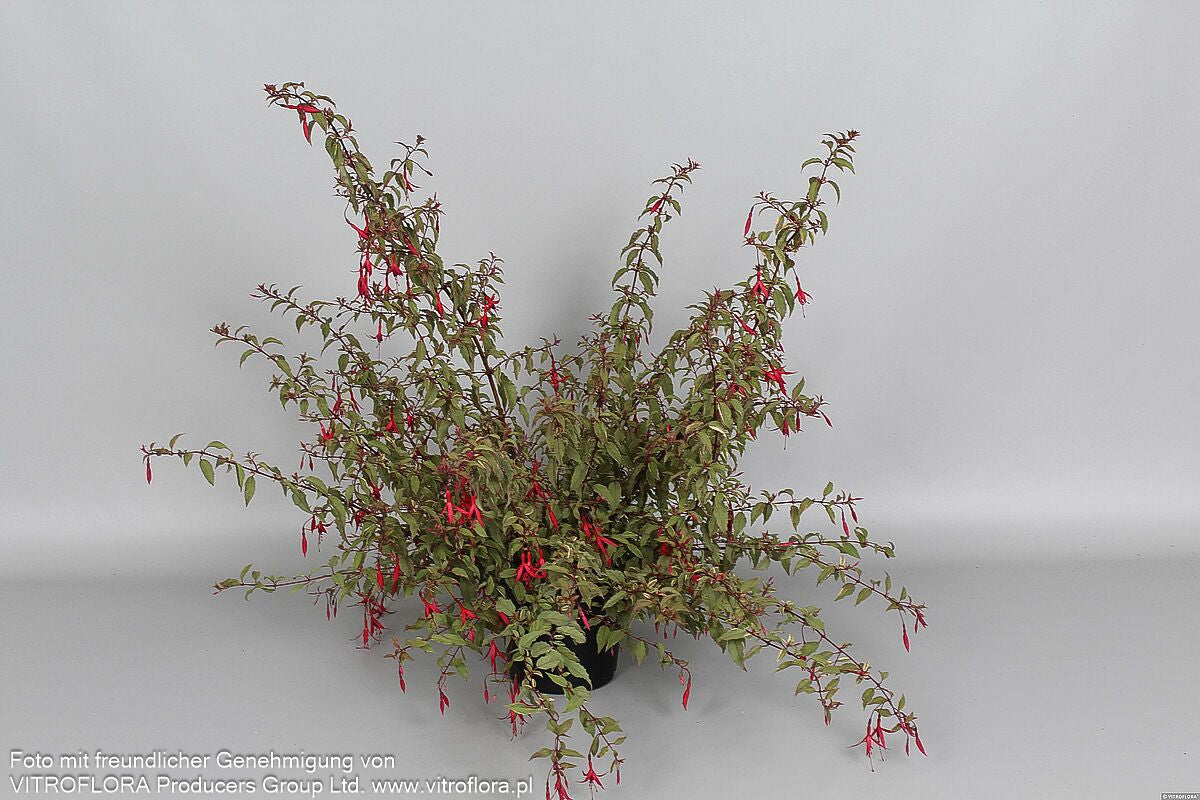 Garten-Fuchsie 'Tricolor' (Fuchsia magellanica)
