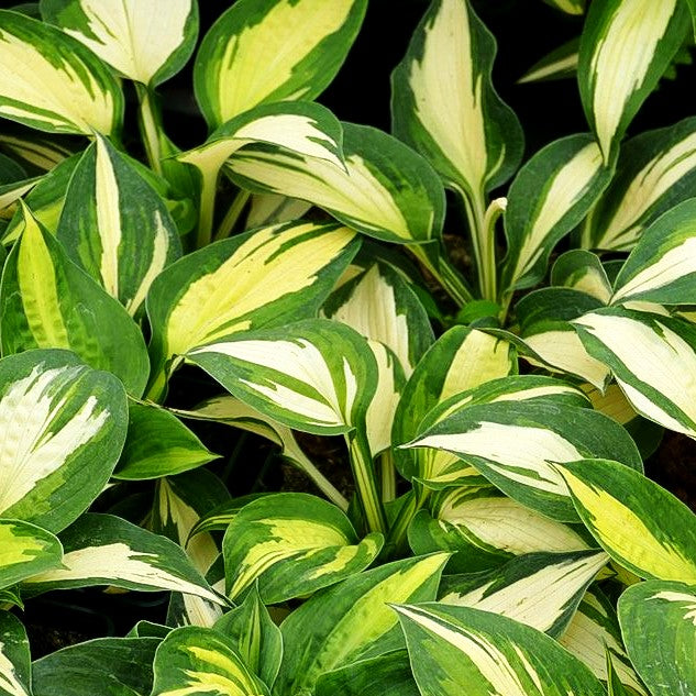 Garten-Funkie 'Lakeside Cupcake' (Hosta x cult.)