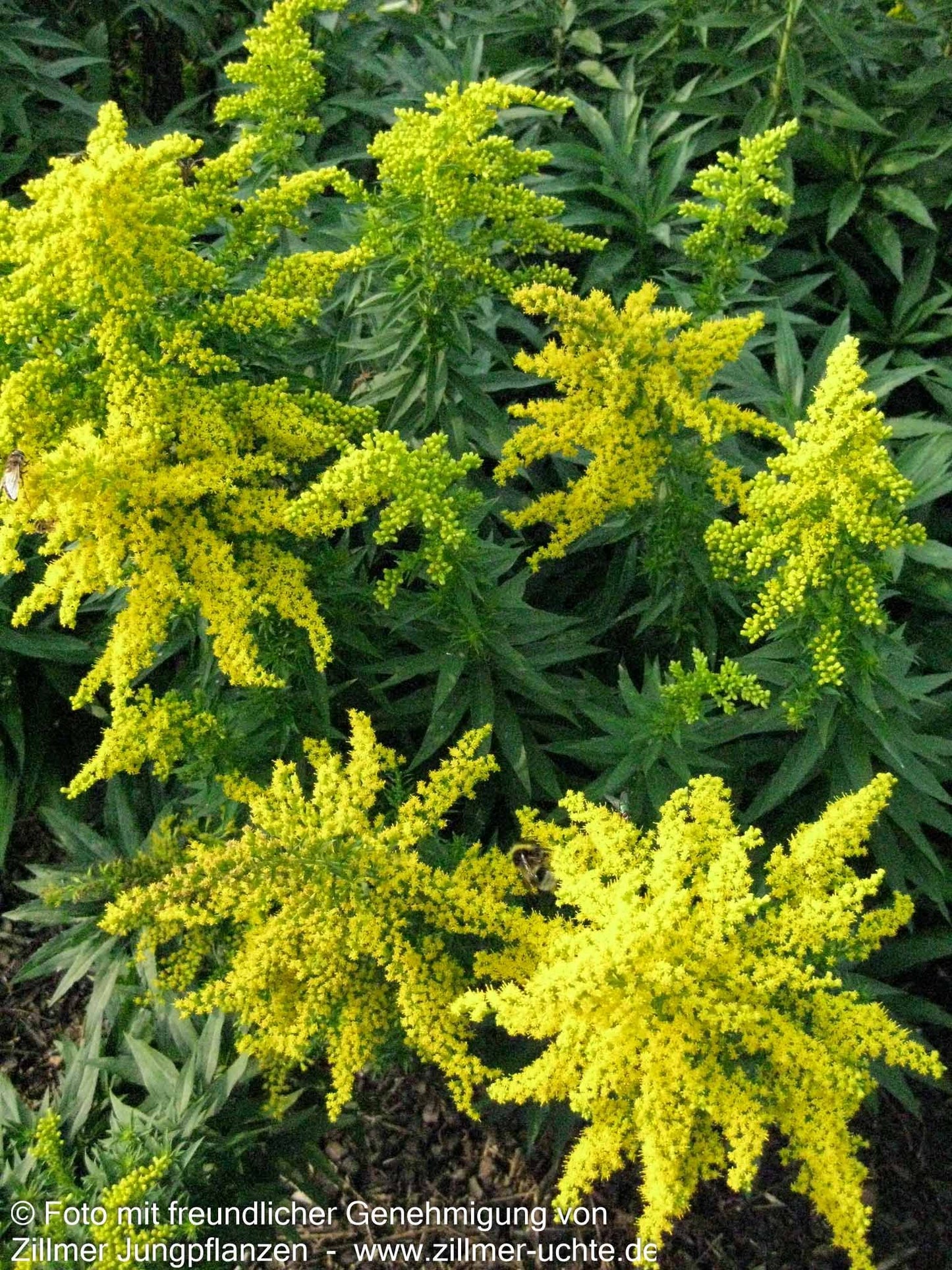 Garten-Goldrute 'Spätgold' (Solidago x cult.)