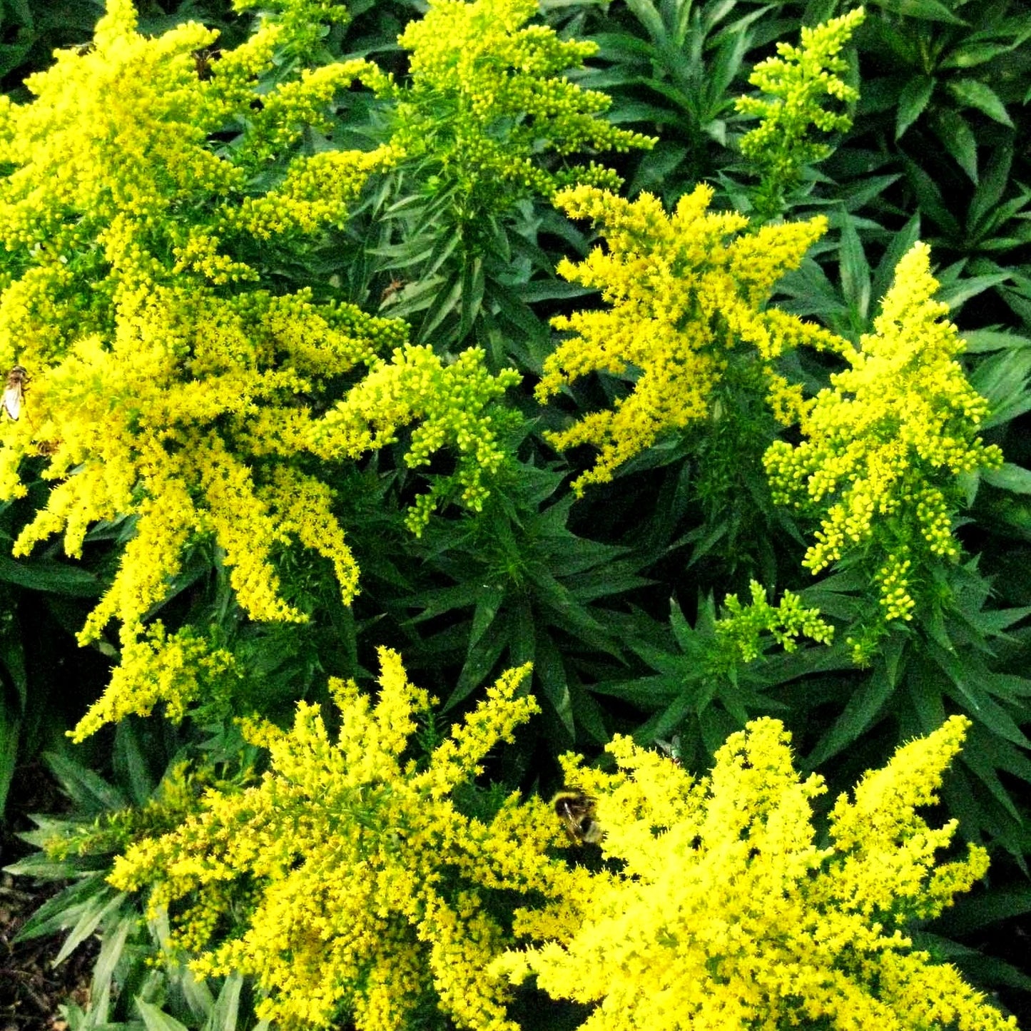 Garten-Goldrute 'Spätgold' (Solidago x cult.)