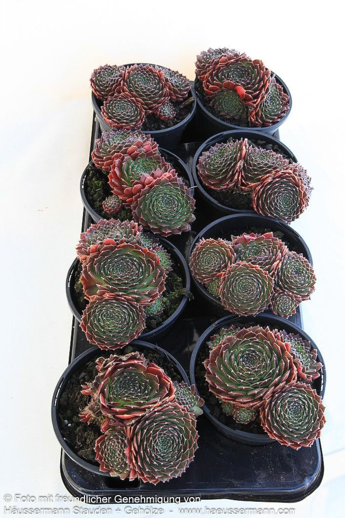 Garten-Hauswurz 'Cleveland Morgan' (Sempervivum x cult.)