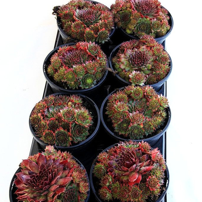 Garten-Hauswurz 'Crispijn' (Sempervivum x cult.)