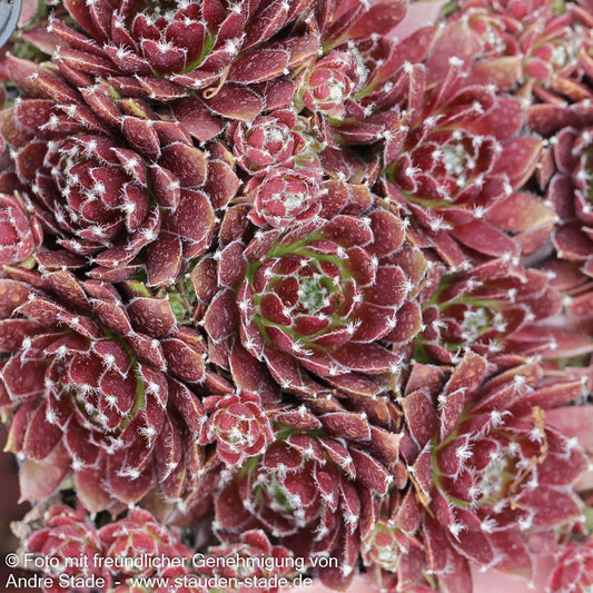 Garten-Hauswurz 'Red Papaver' (Sempervivum x cult.)