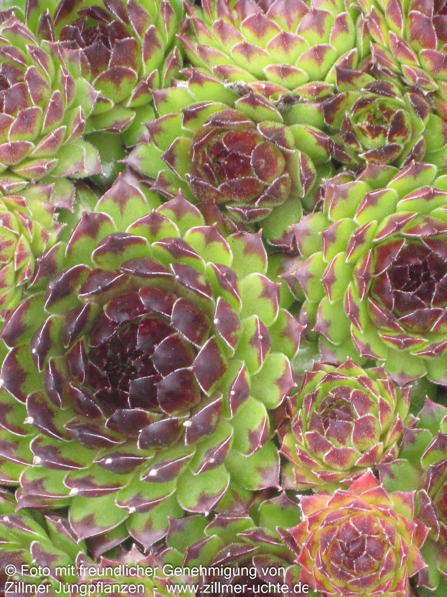 Garten-Hauswurz 'Reinhard' (Sempervivum x cult.)