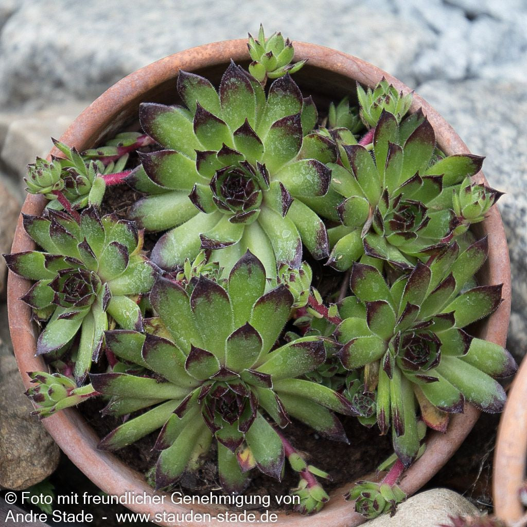 Garten-Hauswurz 'Reinhard' (Sempervivum x cult.)