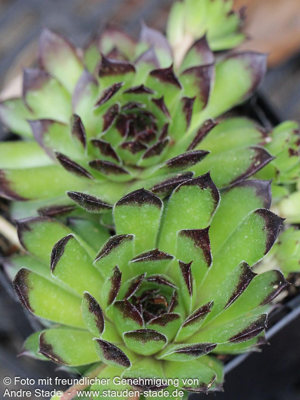 Garten-Hauswurz 'Reinhard' (Sempervivum x cult.)