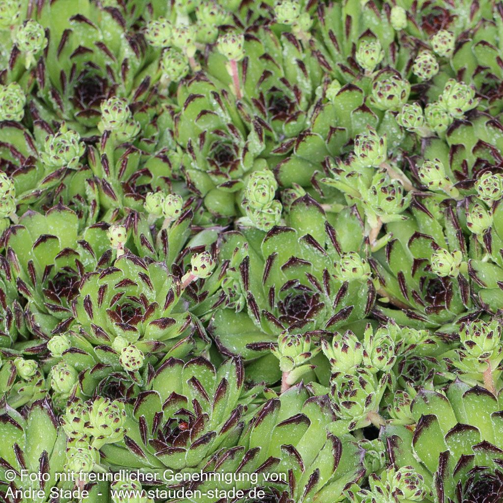 Garten-Hauswurz 'Reinhard' (Sempervivum x cult.)