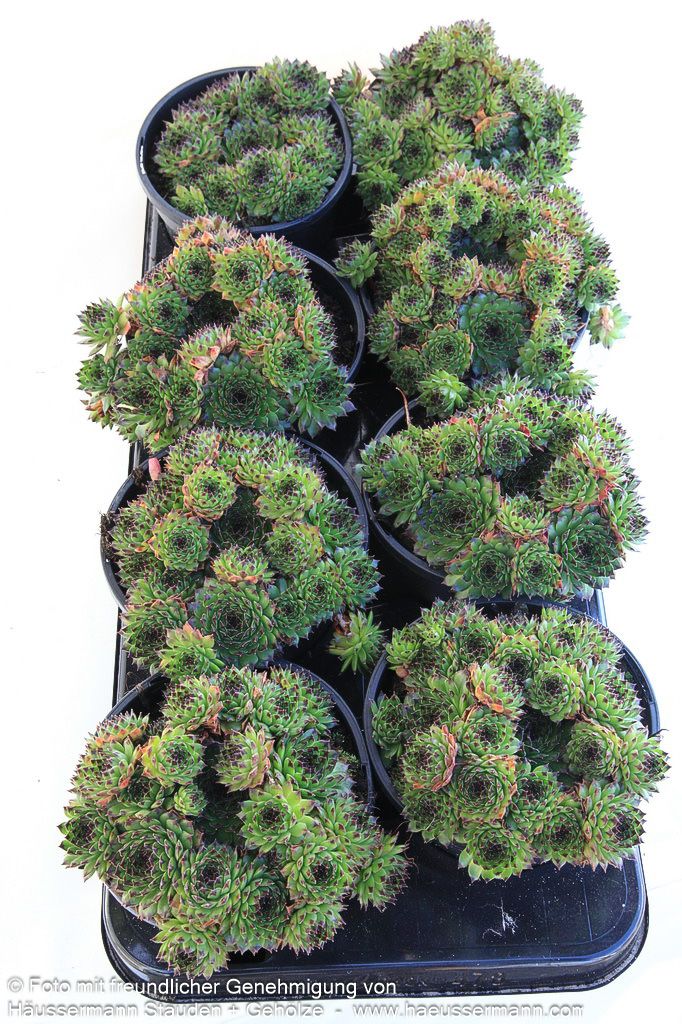 Garten-Hauswurz 'Reinhard' (Sempervivum x cult.)