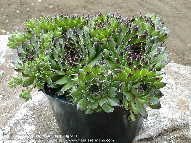Garten-Hauswurz 'Reinhard' (Sempervivum x cult.)