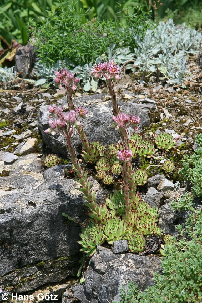 Garten-Hauswurz 'Reinhard' (Sempervivum x cult.)