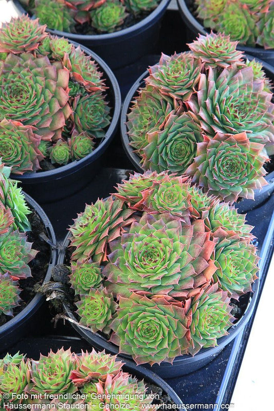 Garten-Hauswurz 'Sunkist' (Sempervivum x cult.)