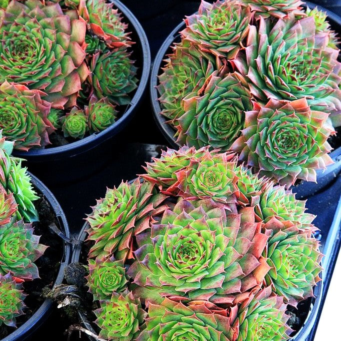 Garten-Hauswurz 'Sunkist' (Sempervivum x cult.)