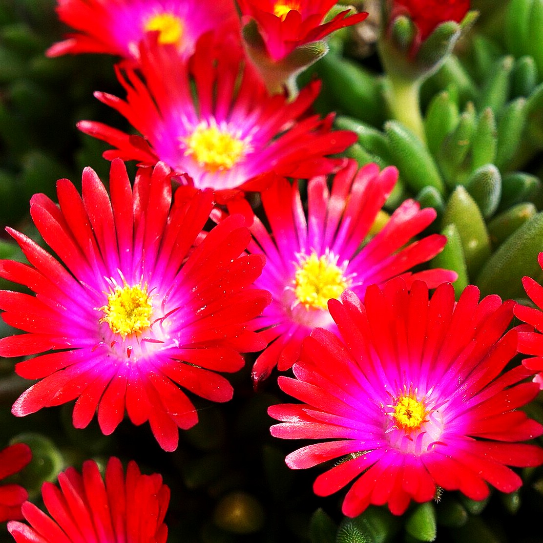 Garten-Mittagsblume 'JD Garnet' (Delosperma cooperi)