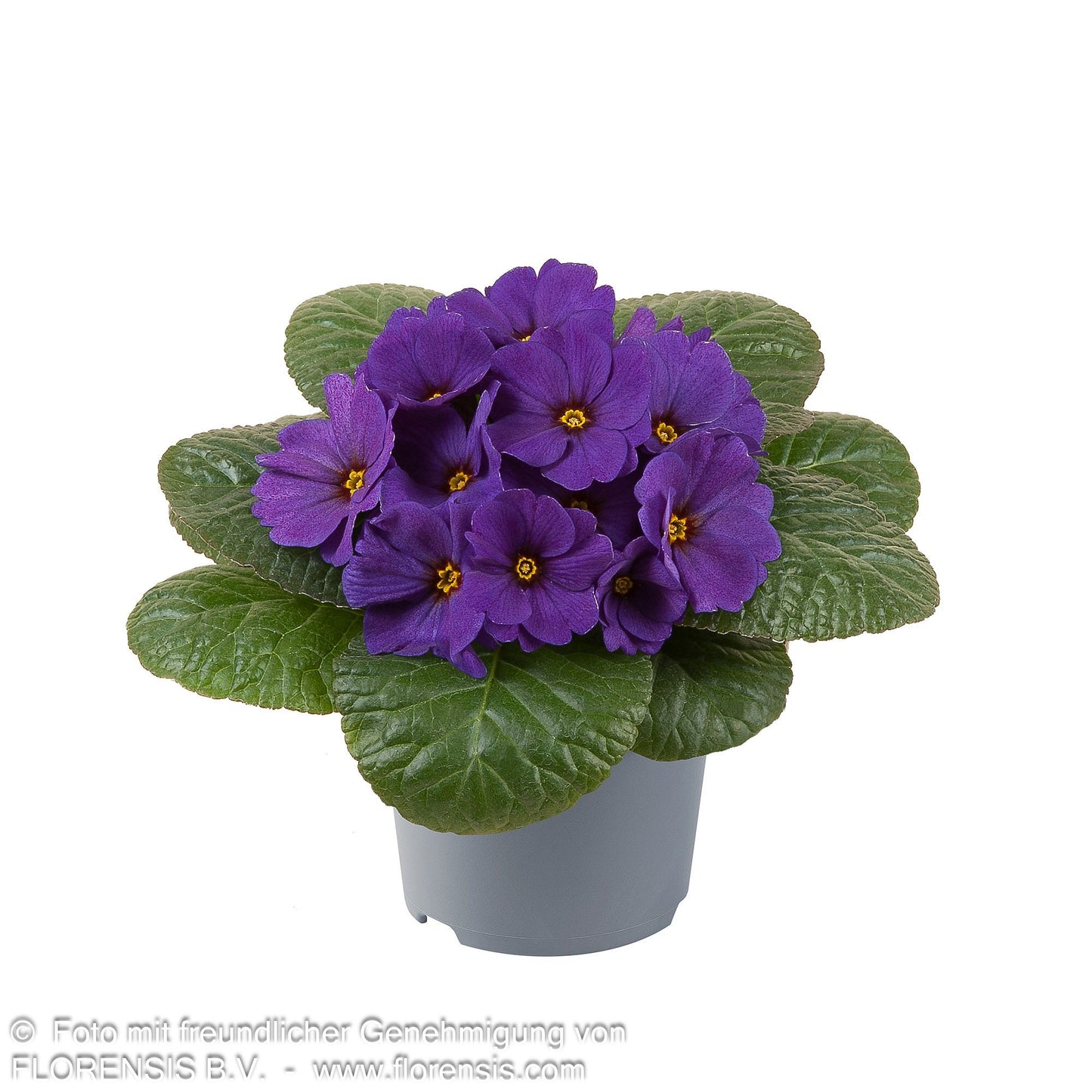 Garten-Primel 'Obsidian Blue Deep Shades' (Primula vulgaris)