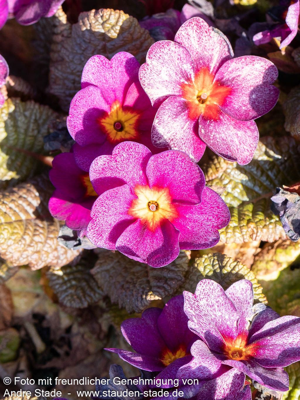 Garten-Primel 'Obsidian Purple' (Primula vulgaris)