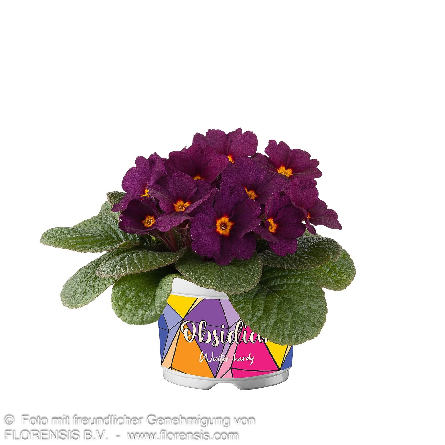 Garten-Primel 'Obsidian Purple' (Primula vulgaris)
