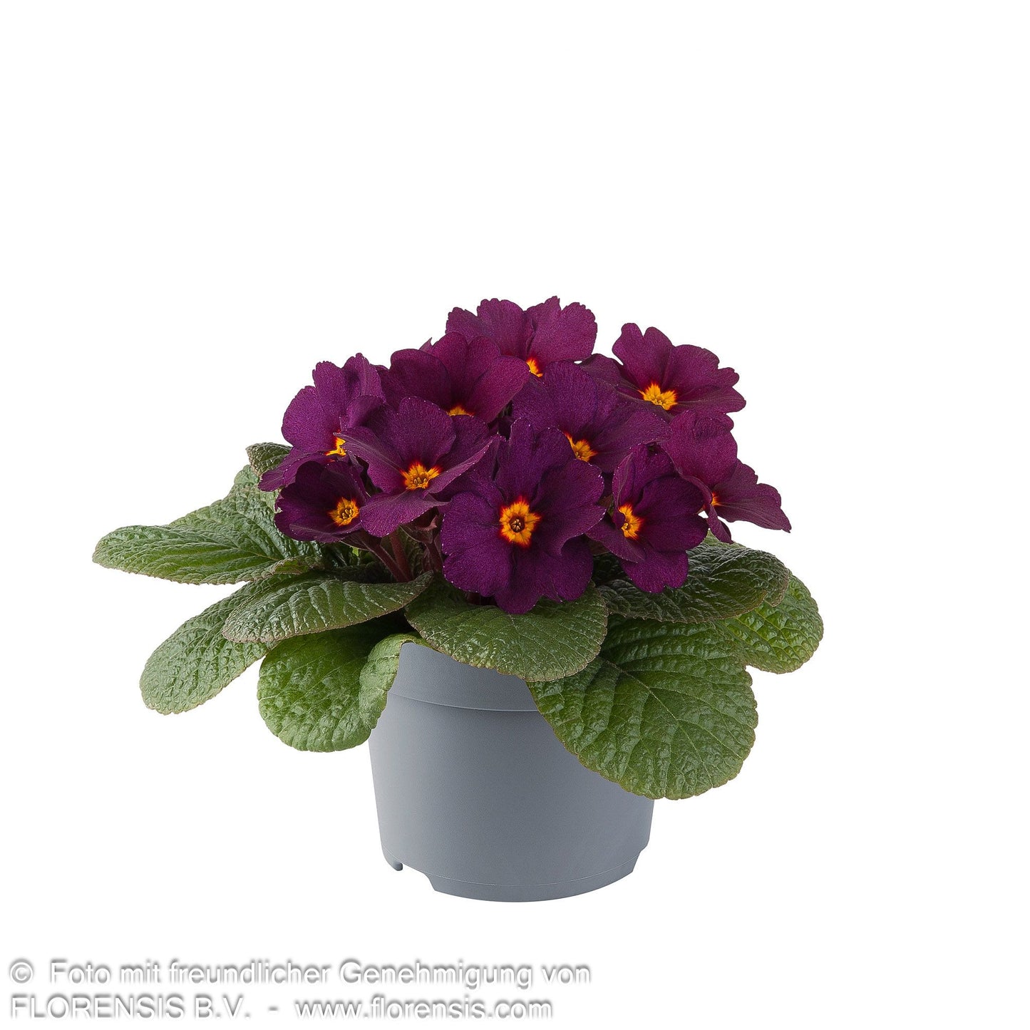 Garten-Primel 'Obsidian Purple' (Primula vulgaris)
