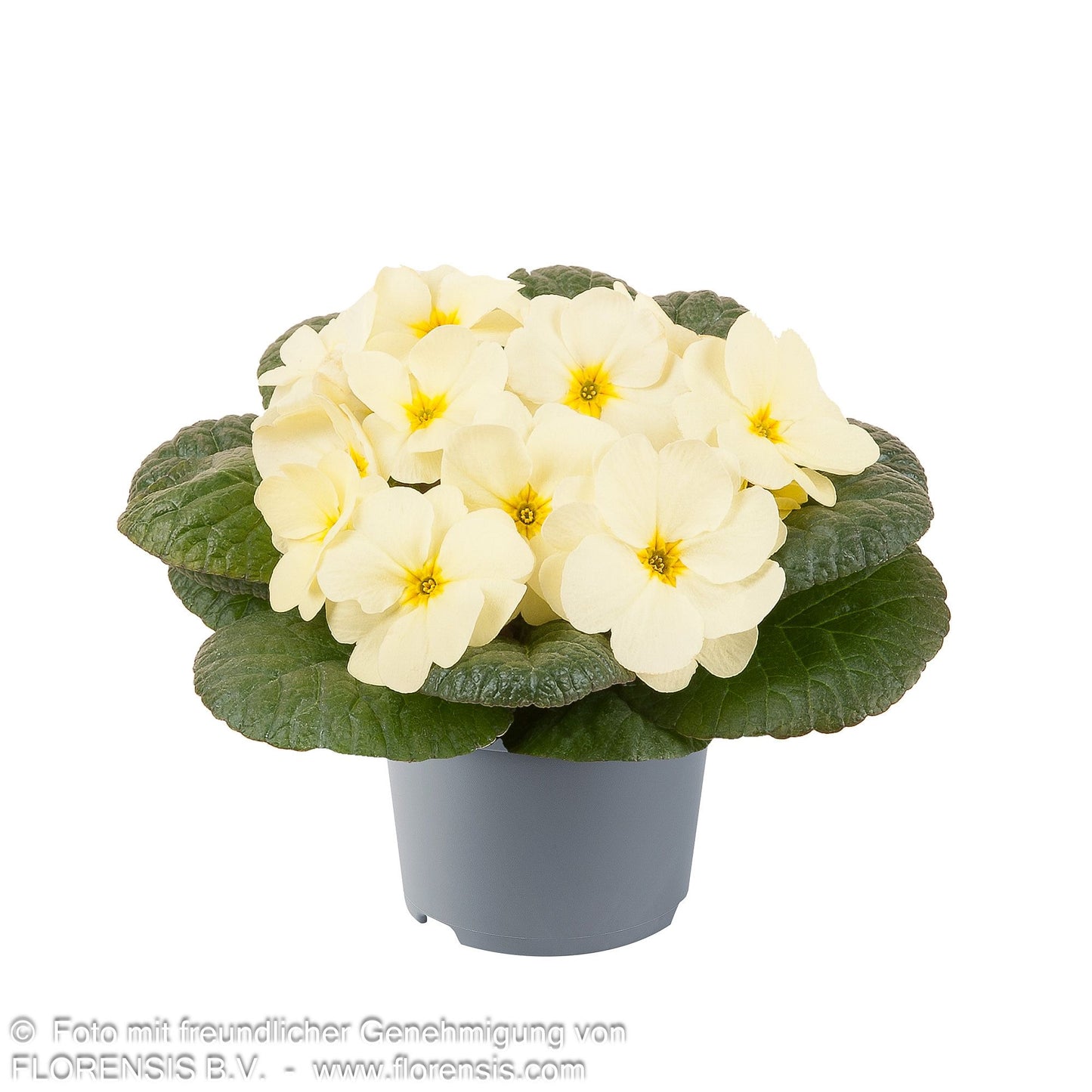 Garten-Primel 'Obsidian Yellow Light' (Primula vulgaris)