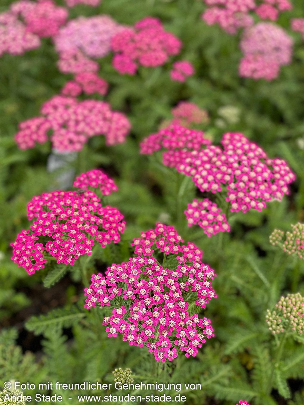 Garten-Schaf-Garbe 'Milly Rock Rose' (Achillea millef.)