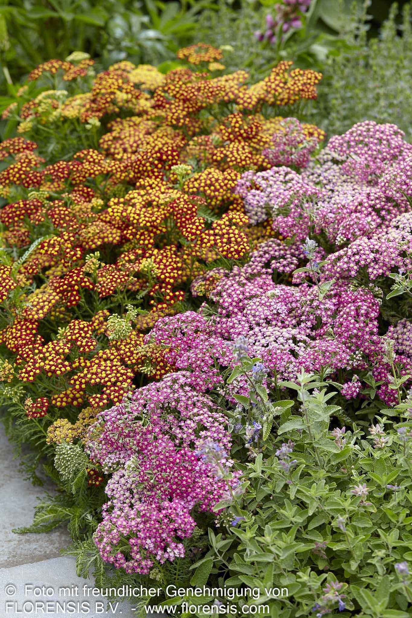 Garten-Schaf-Garbe 'Milly Rock Rose' (Achillea millef.)