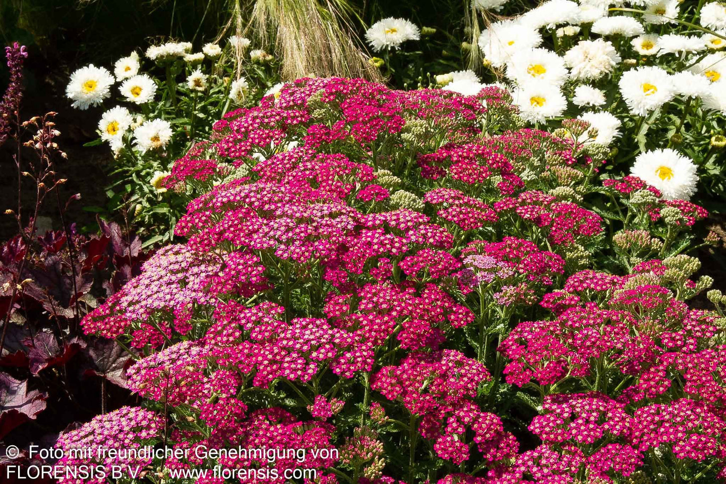 Garten-Schaf-Garbe 'Milly Rock Rose' (Achillea millef.)